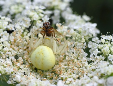 Misumena vatia (dancing with flea)